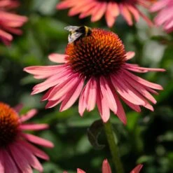 Echinacea 'Mooodz Satisfy' -Plant Seeds Store PB1160 3 0960d028 41ac 4daf 9e20 30ed2f1a791f