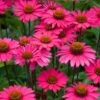 Echinacea 'Sensation Pink' -Plant Seeds Store PB1163 1 36b0d657 56fd 4196 8342 4a2527584a05