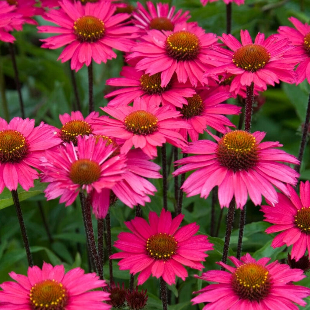 Echinacea 'Sensation Pink' 3 Echinacea 'Sensation Pink'
