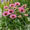 Echinacea 'SunSeekers Bubblelicious' -Plant Seeds Store PB1167 1 72748551 8d91 400a a527 ecaf7e0c0354