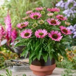 Ultimate Echinacea Collection -Plant Seeds Store PB1167 2 2072d772 a82e 423b bf30 bb25d9e861f8