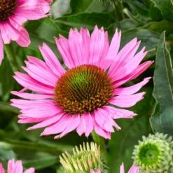 Ultimate Echinacea Collection -Plant Seeds Store PB1167 3 9dff04f5 c5ed 4b7b ae59 a0449ebae333