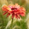 Echinacea 'SunSeekers Rainbow' 1 Echinacea 'SunSeekers Rainbow' -Plant Seeds Store PB1175 1 d6d83876 4449 403a 8921 728644347954