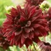 Dahlia 'Black Touch' -Plant Seeds Store PB1921 1