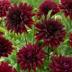 Dahlia 'Black Touch' 7 Dahlia 'Black Touch' -Plant Seeds Store PB1921 2