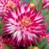 Dahlia 'Dutch Explosion' -Plant Seeds Store PB1929 1