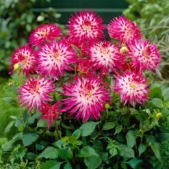Dahlia 'Dutch Explosion' -Plant Seeds Store PB1929 2