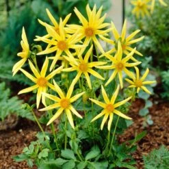 Dahlia 'Honka Yellow' 7 Dahlia 'Honka Yellow' -Plant Seeds Store PB1940 2