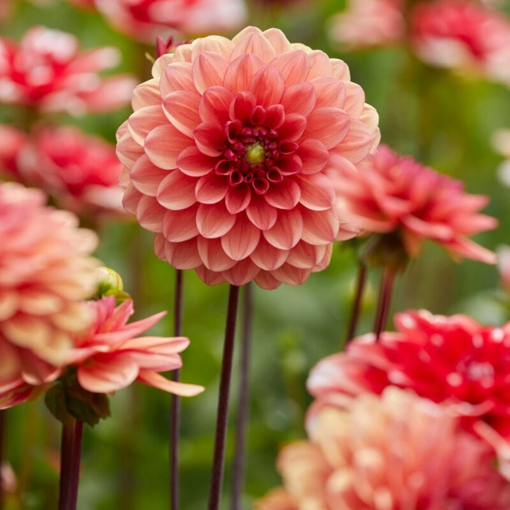 Dahlia 'Orange Girl' 3 Dahlia 'Orange Girl'