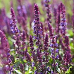 Spectacular Salvia Collection -Plant Seeds Store PBCOL10 3