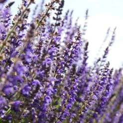 Spectacular Salvia Collection -Plant Seeds Store PBCOL10 4
