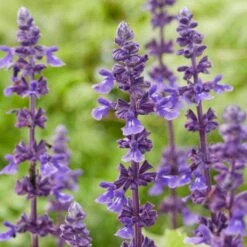 Spectacular Salvia Collection -Plant Seeds Store PBCOL10 5