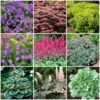 Best Ground Cover Plants | A Carpet Of Flowers 2 Best Ground Cover Plants | A Carpet Of Flowers -Plant Seeds Store PBCOL51 1