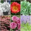 Sensory Garden Plants | Tactile, Bright & Fragrant -Plant Seeds Store PBCOL55 1