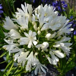 Stately Agapanthus Collection 12 Stately Agapanthus Collection -Plant Seeds Store PBO442 1 22713639 7afc 4ce6 b147 454abe74de37