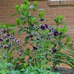 Aquilegia 'Black Barlow' -Plant Seeds Store PBO455 3