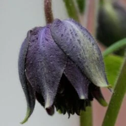 Aquilegia 'Black Barlow' -Plant Seeds Store PBO455 4