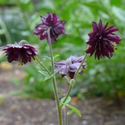 Aquilegia 'Black Barlow' -Plant Seeds Store PBO455 5