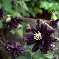 Aquilegia 'Black Barlow' -Plant Seeds Store PBO455 6