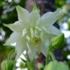 Aquilegia 'Green Apples' -Plant Seeds Store PBO457 1