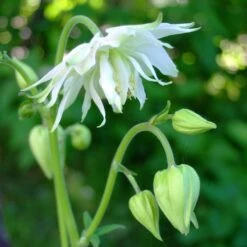 Aquilegia 'Green Apples' -Plant Seeds Store PBO457 4