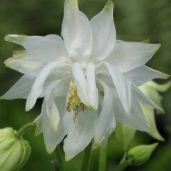 Aquilegia 'Green Apples' -Plant Seeds Store PBO457 6