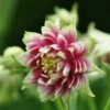 Aquilegia 'Nora Barlow' -Plant Seeds Store PBO458 1