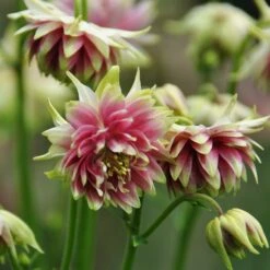 Aquilegia 'Nora Barlow' -Plant Seeds Store PBO459 3