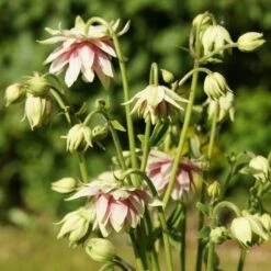 Aquilegia 'Nora Barlow' -Plant Seeds Store PBO459 4