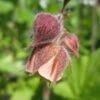Geum Rivale | Water Avens -Plant Seeds Store PON056 1