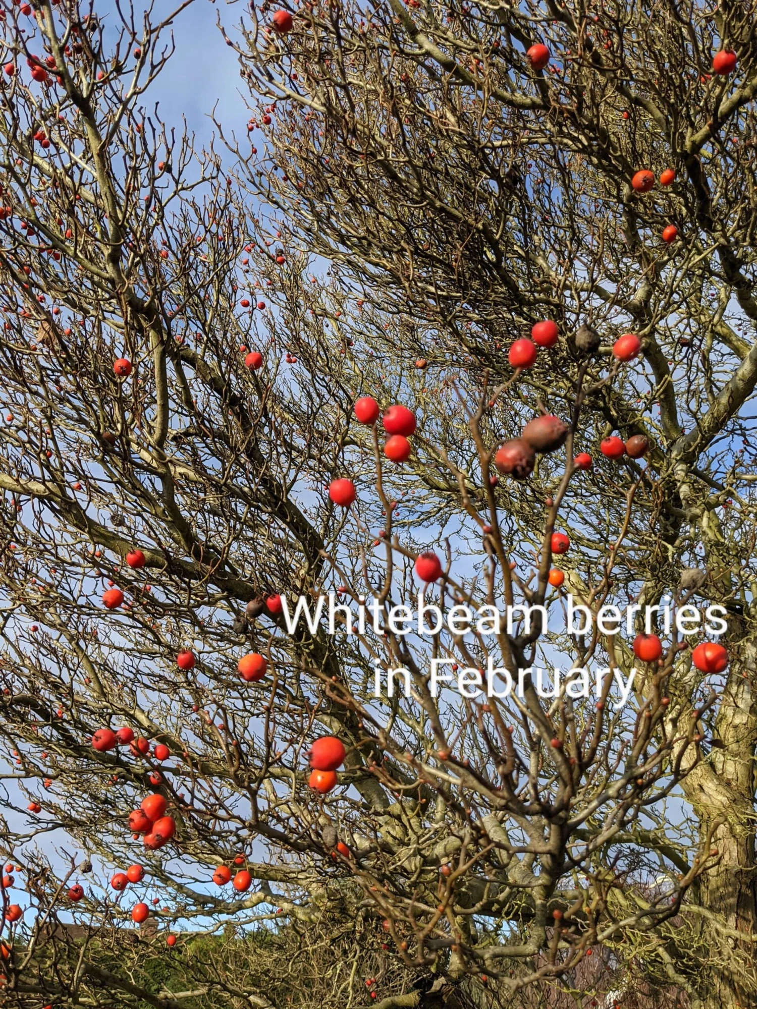 Whitebeam Tree | Sorbus Aria 'Lutescens' 4 Whitebeam Tree | Sorbus Aria 'Lutescens' - Image 2