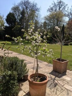 Egremont Russet Apple Tree Dwarfing Rootstock -Plant Seeds Store PXL 20210424 130844355