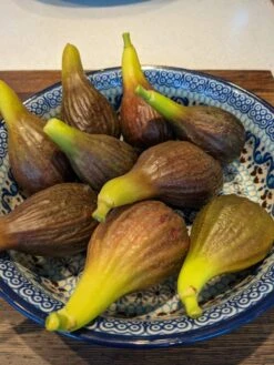 The 3 Best Fruit Trees For Small Gardens | Apple, Cherry & Fig 12 The 3 Best Fruit Trees For Small Gardens | Apple, Cherry & Fig -Plant Seeds Store PXL 20210725 093150100 900x 6592a685 9ff1 4a34 9ef0 39ad397acba9