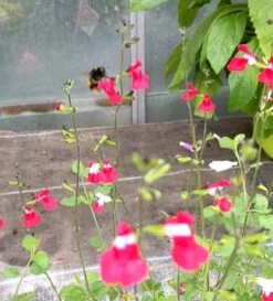 Salvia 'Hot Lips' -Plant Seeds Store PXL 20210731 110958776 exported 1666