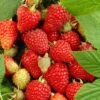 'Paris' Raspberry Bush 1 'Paris' Raspberry Bush -Plant Seeds Store Paris 1
