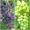 Patio Grape Vines Collection 1 Patio Grape Vines Collection -Plant Seeds Store PatioGrapes 3222fc9c ded9 4648 9149 dc0a277ae002