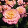 'Perfect Harmony' Hybrid Tea Rose 2 'Perfect Harmony' Hybrid Tea Rose -Plant Seeds Store Perfect Harmony 1