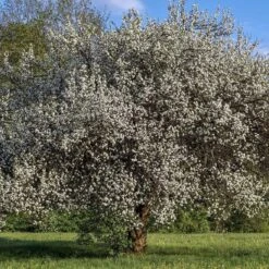 Opal Plum Tree 10 Opal Plum Tree -Plant Seeds Store Plum add1 664323e4 5845 4880 8495 b6021db8b8b3