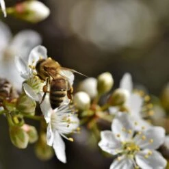 Mirabelle De Nancy Plum Tree 15 Mirabelle De Nancy Plum Tree -Plant Seeds Store Plum add2 47d931f1 40dd 4dd4 a8b0 96309db5773e