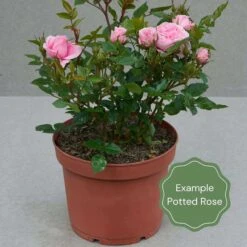 'For Your Eyes Only' Floribunda Rose -Plant Seeds Store Potted rose example dcfbdefa a74e 44d5 ad72 b0b647b7fb78