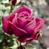 'Pure Poetry' Hybrid Tea Rose 2 'Pure Poetry' Hybrid Tea Rose -Plant Seeds Store Pure Poetry