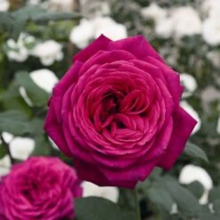 'Pure Poetry' Hybrid Tea Rose -Plant Seeds Store Pure Poetry 1