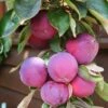 'Purple Haze' Columnar Patio Apple Tree -Plant Seeds Store PurpleHaze 1