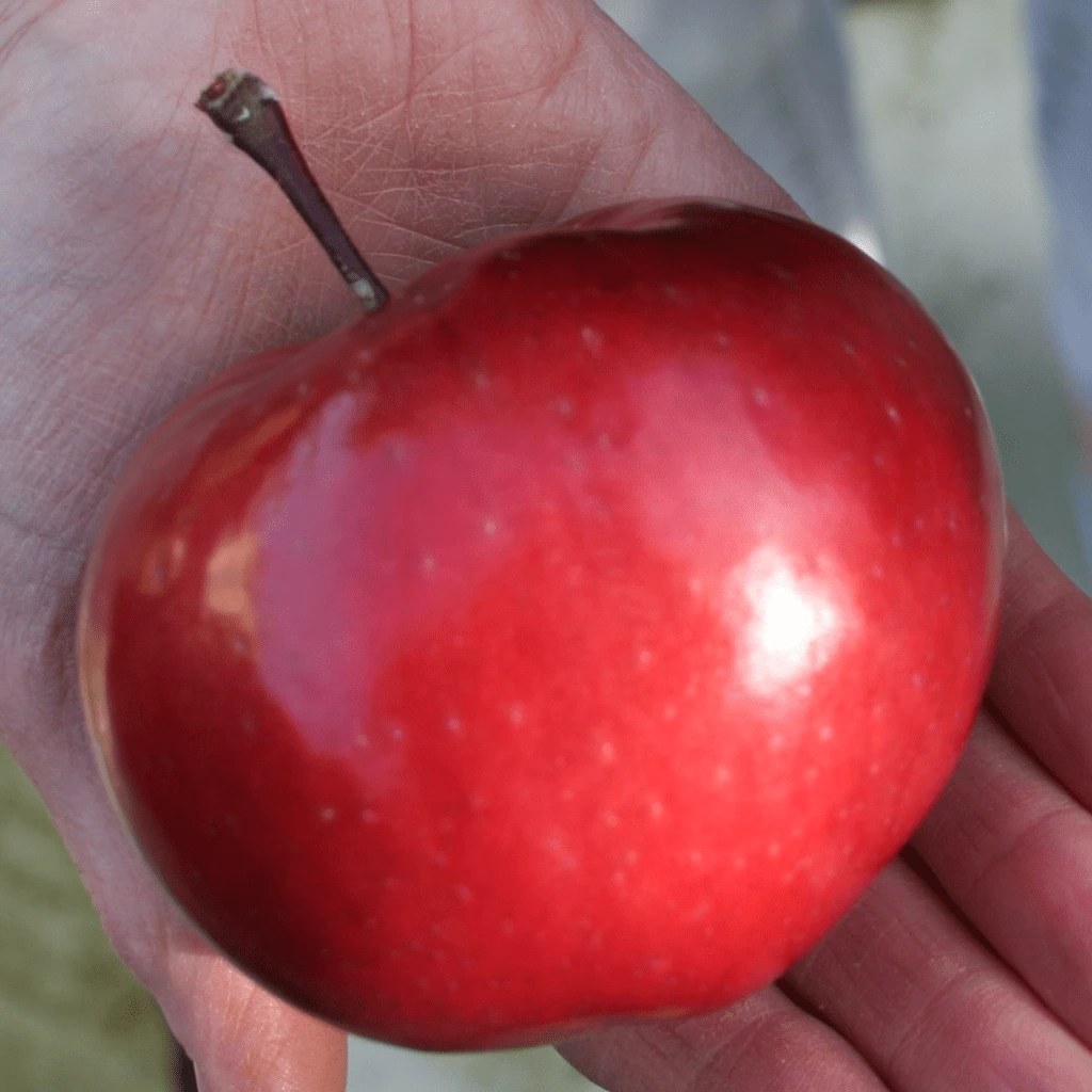 'Purple Haze' Columnar Patio Apple Tree 9 'Purple Haze' Columnar Patio Apple Tree - Image 7