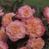 'Rachel' Hybrid Tea Rose -Plant Seeds Store Rachel 1