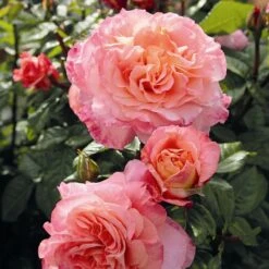 'Rachel' Hybrid Tea Rose -Plant Seeds Store Rachel 2