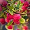 'Red Sentinel' Crabapple Tree -Plant Seeds Store RedSentinel 1