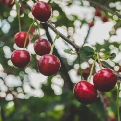 Cross-Pollinating Cherry Collection | Kordia, Merchant & Regina 13 Cross-Pollinating Cherry Collection | Kordia, Merchant & Regina -Plant Seeds Store Regina 2 69e12596 1ef8 469e b284 d98dde382b2c