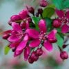 Royalty Crabapple Tree 2 Royalty Crabapple Tree -Plant Seeds Store Royalty 1