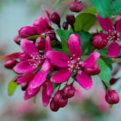 Royalty Crabapple Tree
